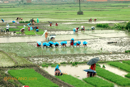 Festival Asar 15, Planting Rice